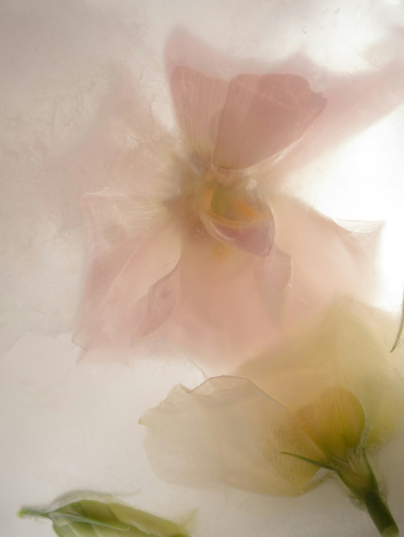 anne kristin euba floral art photography X1uZXIa5kVI unsplash v3